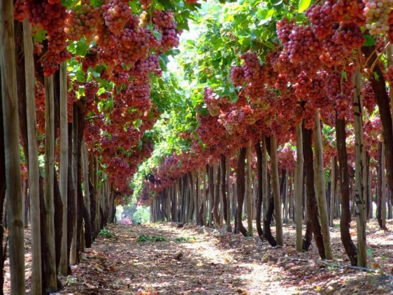 как сажать виноград