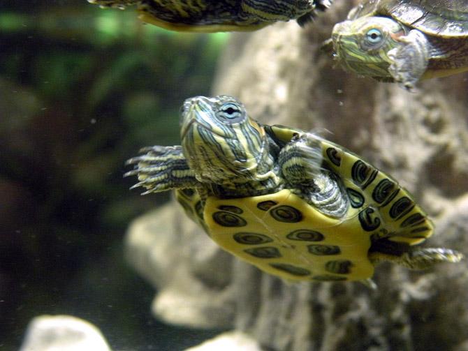 акватеррариум для красноухой черепахи