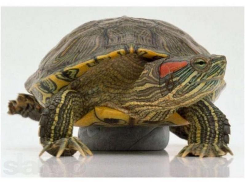 уход за красноухими черепахами