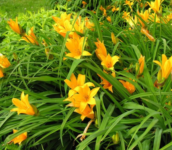 многолетний цветок лилейник